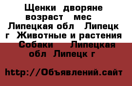 Щенки -дворяне,возраст 1 мес. - Липецкая обл., Липецк г. Животные и растения » Собаки   . Липецкая обл.,Липецк г.